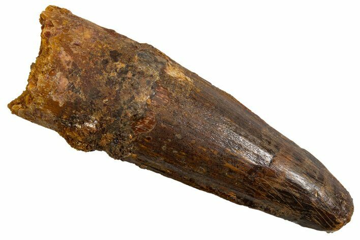 Fossil Spinosaurus Tooth - Real Dinosaur Tooth #326237